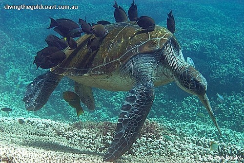 Home of many rare turtles © SW